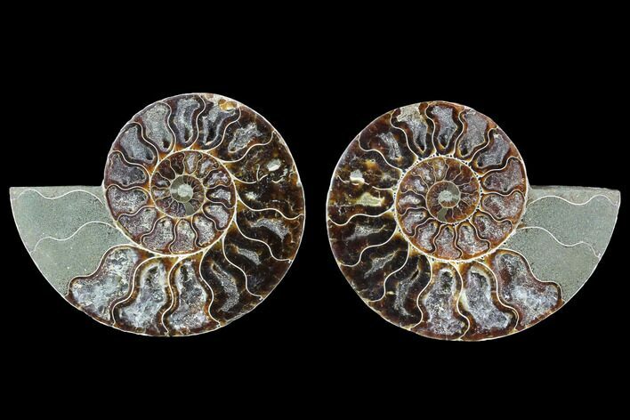 Cut & Polished Ammonite Fossil - Agatized #88202